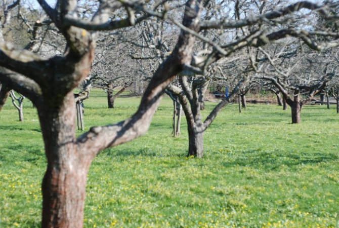 Memangkas pokok epal pada musim bunga - video untuk pemula