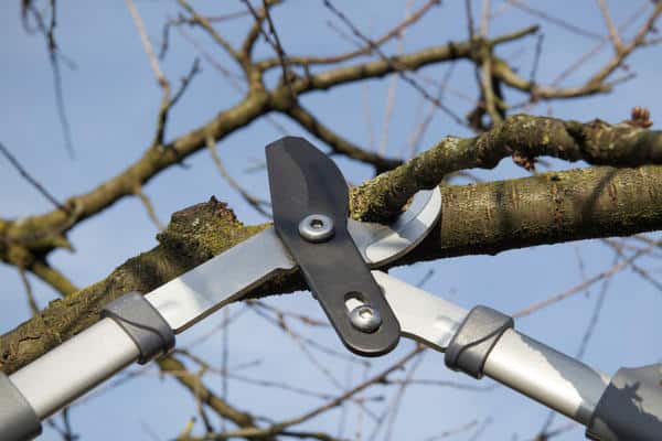 apple pruning with scissors