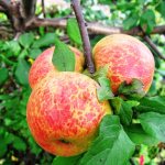 Pruning an apple tree in autumn for beginners in pictures step by step