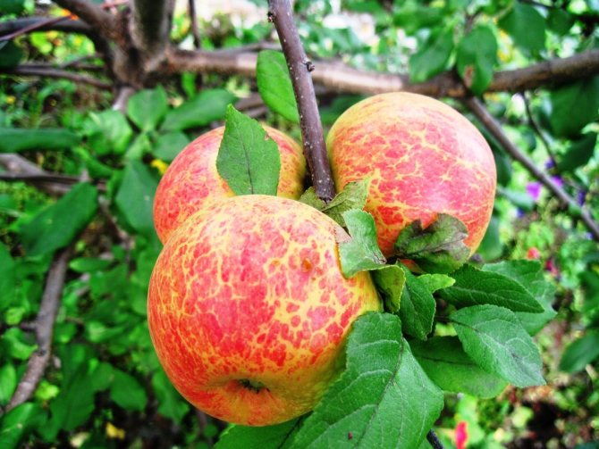 Beskära ett äppelträd på hösten för nybörjare i bilder steg för steg
