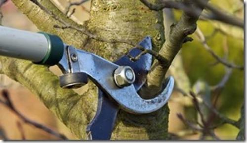 Pruning apple trees in the fall. Tips from the seasoned about when to prune apple trees in the fall. Choosing the best time
