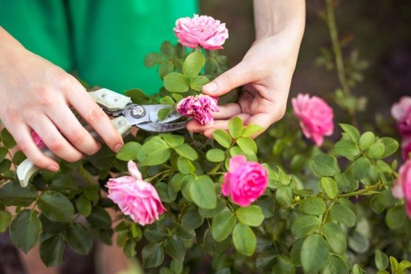 Pruning a withered flower