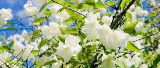 pruning jasmine sa tagsibol