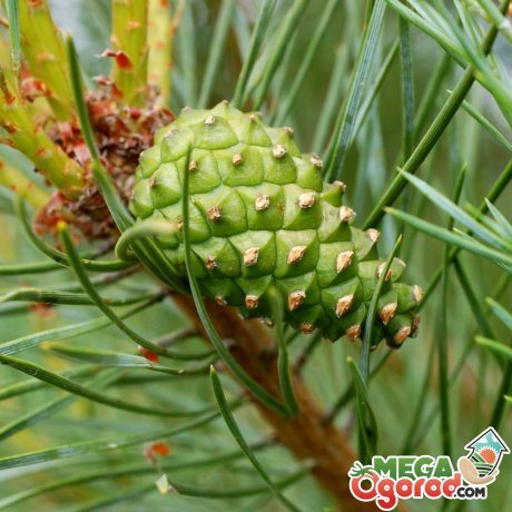 General information about pine
