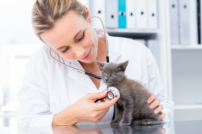 Ветеринарен преглед на котката