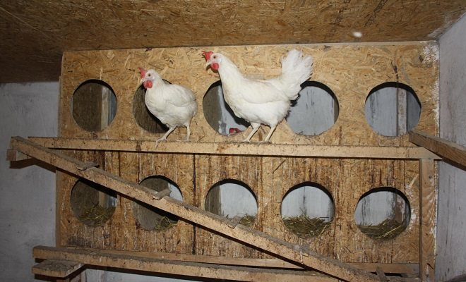 Arrangement of a chicken coop for laying hens