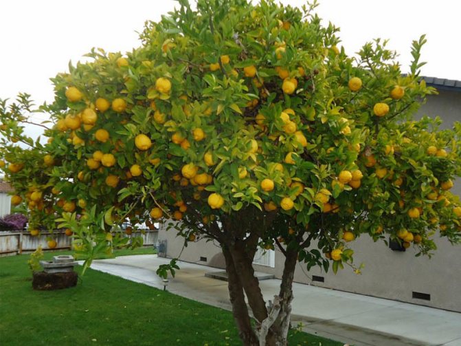 Be sure to plant indoor lemon outside during a warm season.