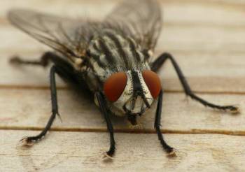 common housefly