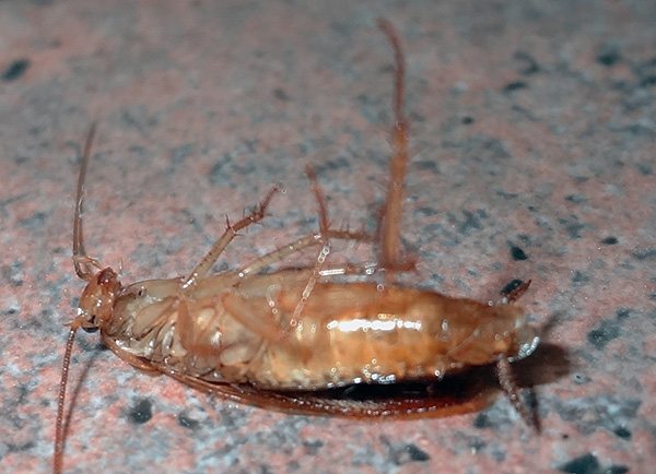 عادة ، بعد ساعات قليلة من علاج المبنى من الصراصير ، تكون الأرضية مغطاة بالحشرات الميتة.