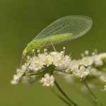 common lacewing