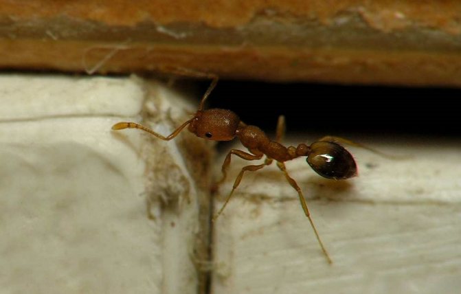 Обикновена домашна мравка
