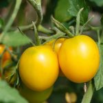 مراجعة أفضل أنواع الطماطم لعام 2019