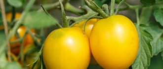 Kajian semula jenis tomato terbaik 2019