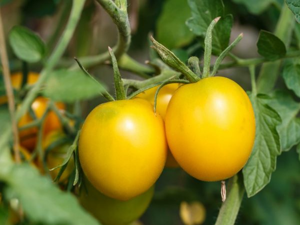 Granskning av de bästa tomatvarianterna 2020