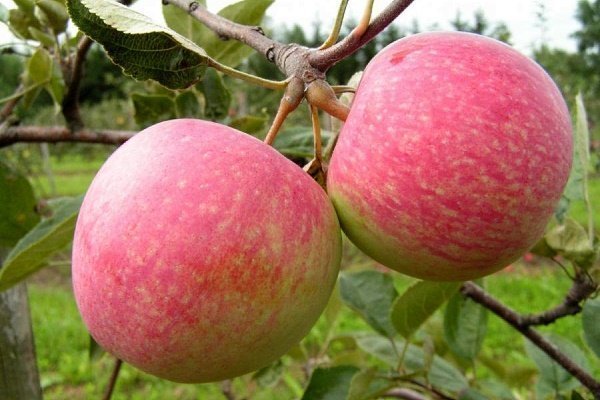 استعراض أفضل أنواع أشجار التفاح بالصور والأوصاف