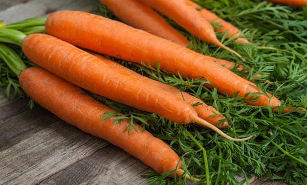 overview of carrot varieties