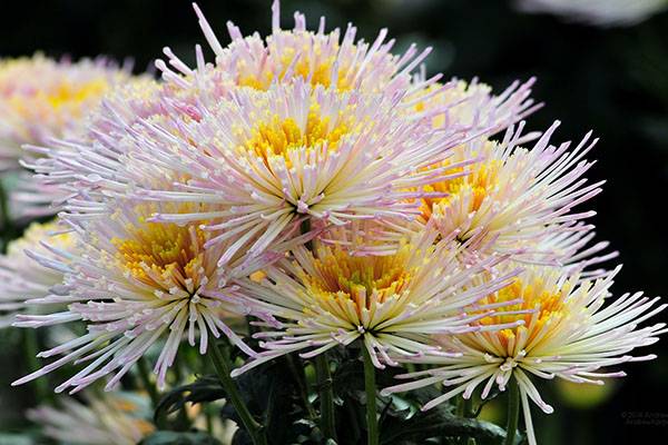 charming chrysanthemum for bouquets