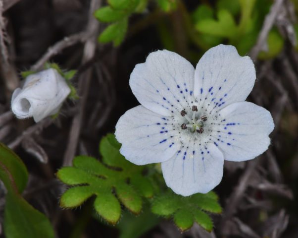 Nemophila yang menawan untuk katil bunga yang indah: kehalusan tumbuh