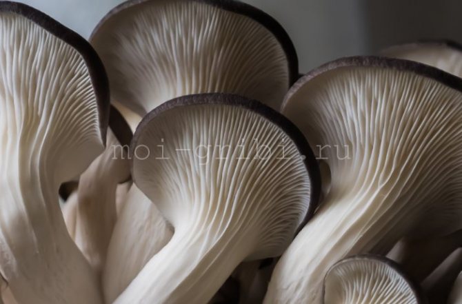 very beautiful mushrooms