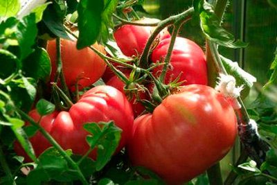 '' Mycket välsmakande tomatsort -