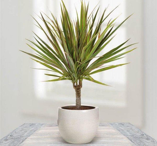 One of the types of dracaena