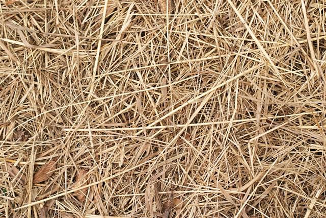 Jednou z možností hnojení na jaře je směs hnoje se slámou