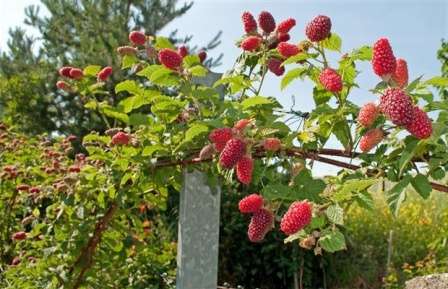 However, in addition to the advantages, gardeners also note one significant drawback of the raspberry tree. According to their observations, the berries from such bushes do not have such a pleasant taste and aroma as the berries of ordinary raspberries.
