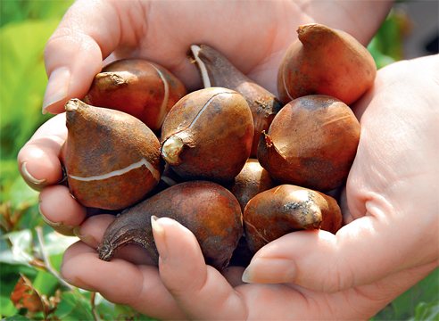 One of the main signs of a ripe bulb is a dense skin.
