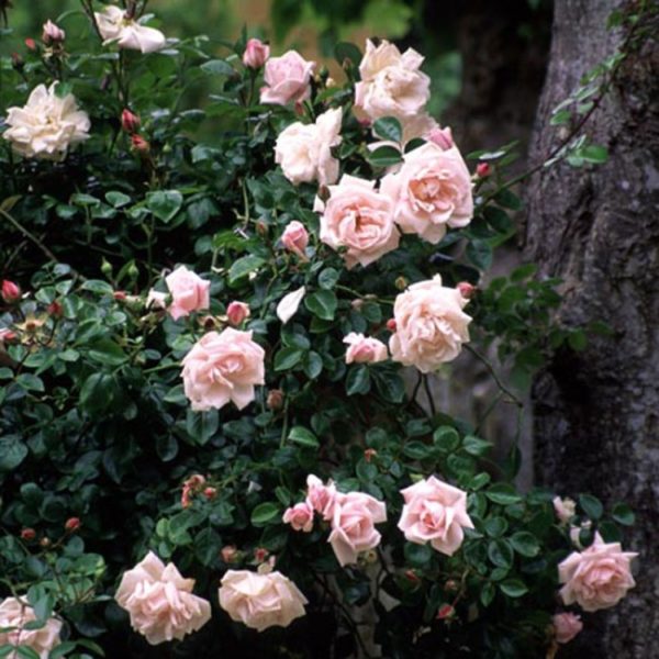 Salah satu ibu bapa Parade rose adalah varieti New Dawn (gambar)