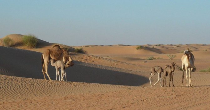 Isang umbok na kamelyo