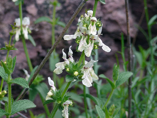 One-year old purse (Stachys annua)