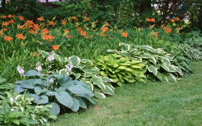 Едностранна цветна градина с домакини и лилейници