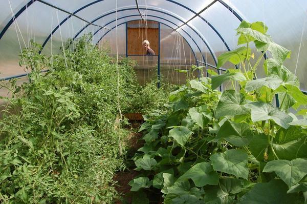 Едновременното съседство на краставици и домати е възможно, ако тези култури са засадени в различни посоки на оранжерията