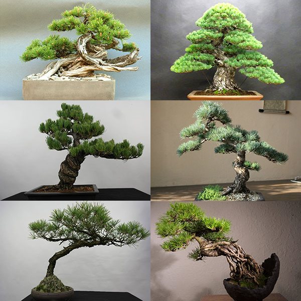 bonsai pine tree decoration