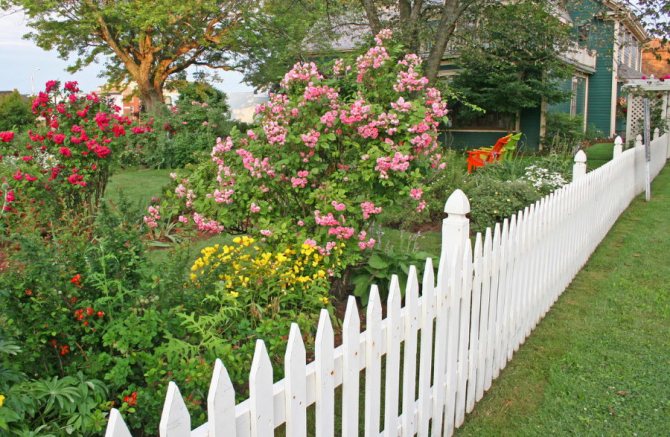 Dekoration av en blommaträdgård i en främre trädgård med ett vitt staket