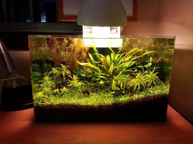 Декориране на малък аквариум с папрати