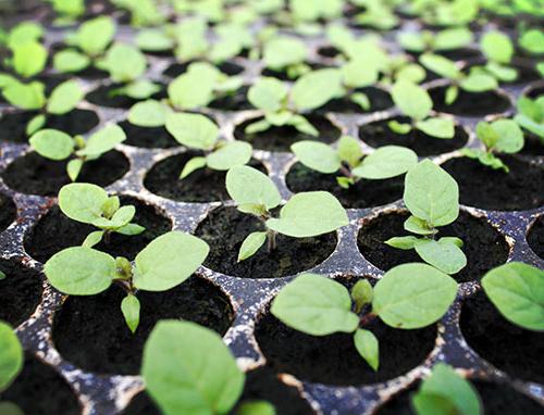 When to plant petunias on seedlings