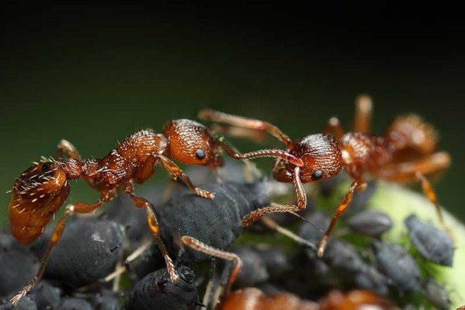 Огнени мравки - катеря