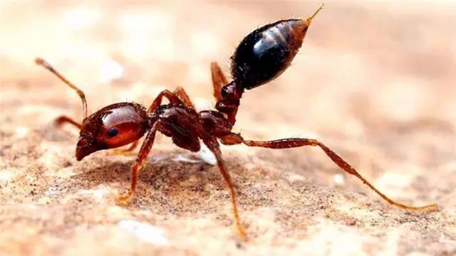Fiery ants