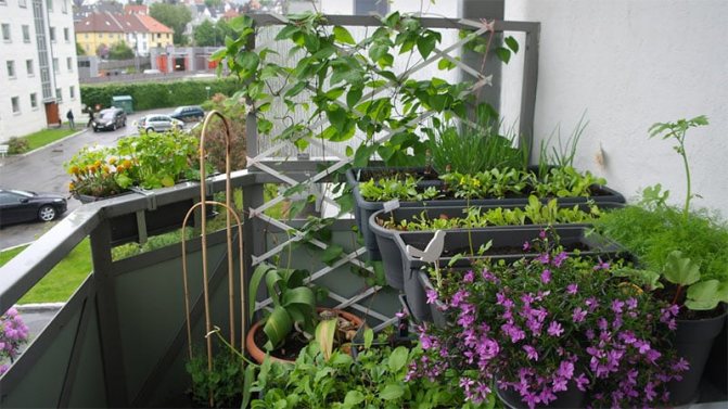 Do-it-yourself garden on the balcony