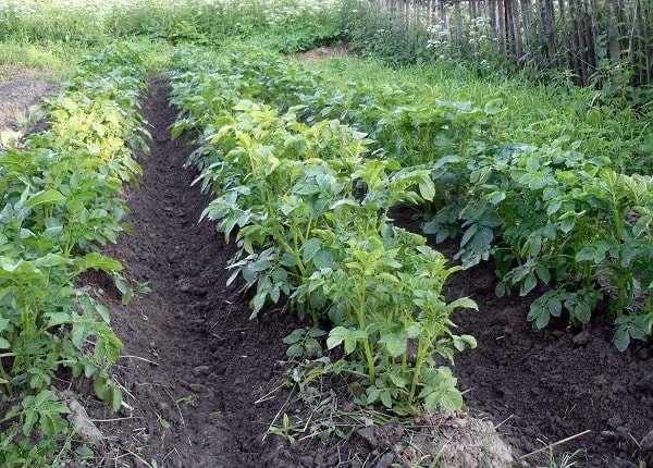 Garden cultivated by the bed method