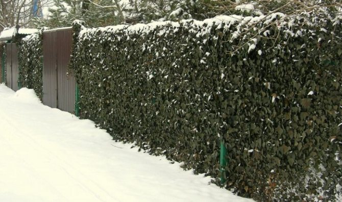 Murgröna staket