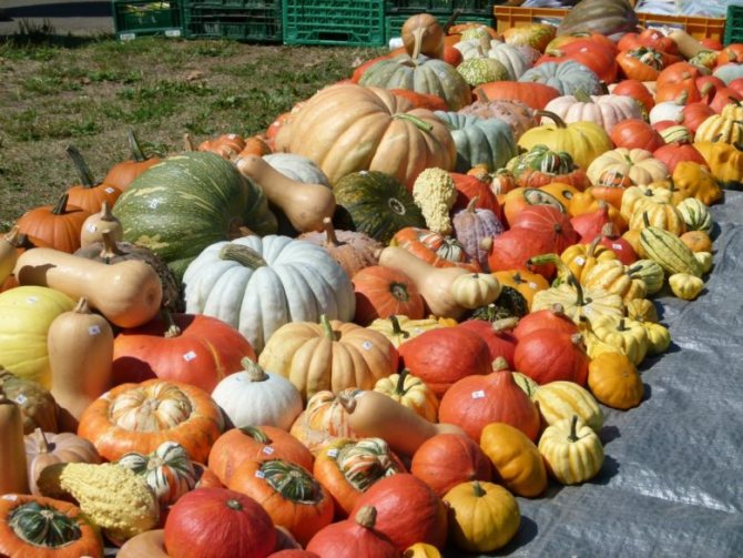 A huge variety of varieties and types of pumpkins