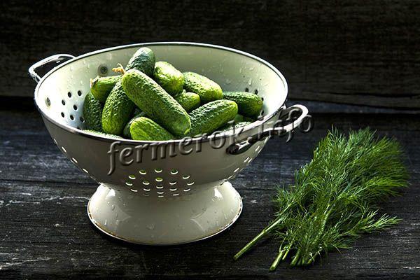 Cucumbers are suitable for preparing fresh salads, summer snacks, and it is better not to take them for salting