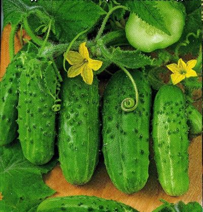 Mga cucumber ng Phoenix plus paglalarawan