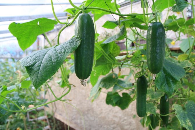 Parthenocarpic cucumbers for open field