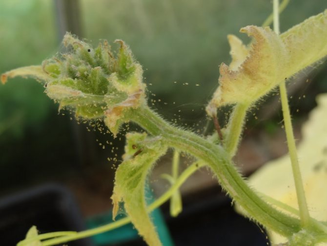 Spider mite infested cucumbers