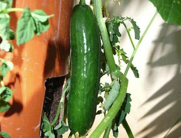 cucumbers in a PVC pipe