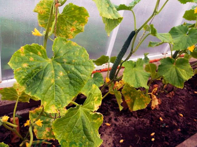 Cucumbers turn yellow - treatment and prevention