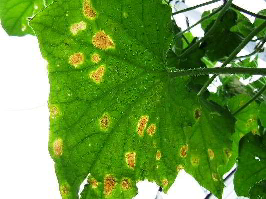 cucumbers turn yellow leaves what to do folk remedies